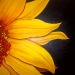 Girasol